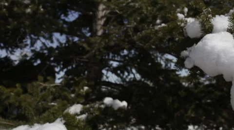 Pan to melting snow on a tree Stock Footage 47385605