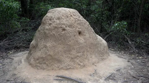Pan of a milk termite mound Video stock 140895282