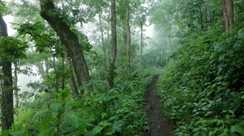 Pan to Misty Forest Path Stock Footage 39564240