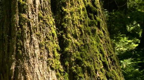 Pan up moss-covered cedar tree Stock Footage 775363