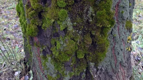 Pan Up Moss-Covered An Old Tree In A Park Vidéo 82711353