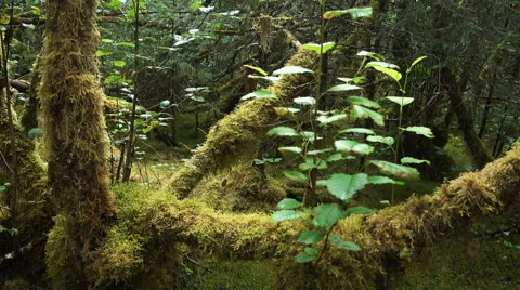 PAN-Moss covered tree branches in Alaskan rain forest Stock Footage 66779776