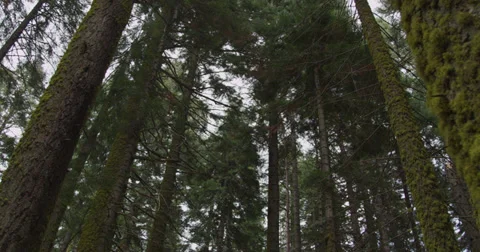 Pan to a Moss Covered Tree Stock Footage 37456090