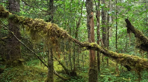 PAN-Moss covered tree limb in Alaskan rain forest Stock Footage 66432462