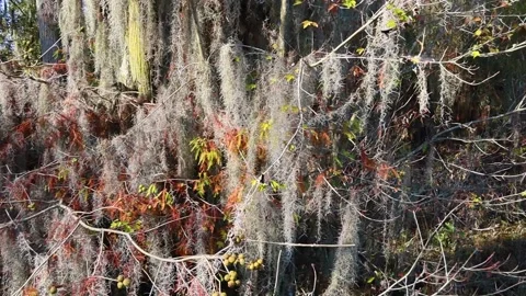 Pan of moss covered trees in the swamp Stock Footage 143165721