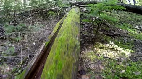 Pan Up from Mossy Log Stock Footage 65052881