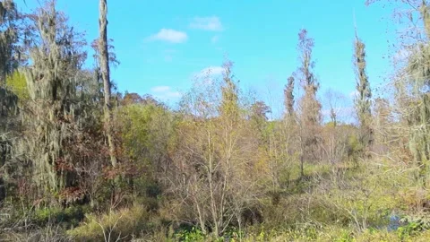 Pan of mossy trees in the forest swamp Stock Footage 143165740