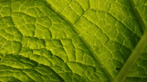 Pan motion across green leaf background. Macro closeup. Stock Footage 45770037