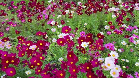 Pan motion of Cute Pink and white Cosmos Flowers Blooming Stock Footage 296058207