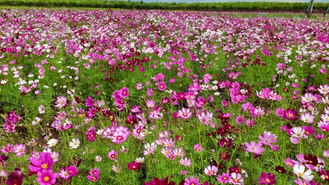Pan motion of Cute Pink and white Cosmos Flowers Blooming Stock Footage 296058359