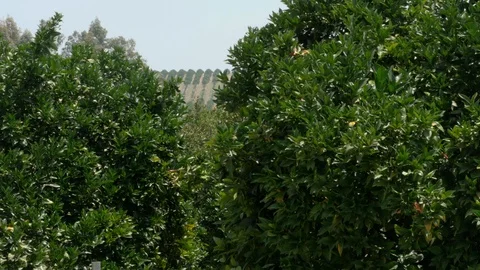 Pan motion on orange trees field in Palma del Río. Cordoba Stock Footage 115211060