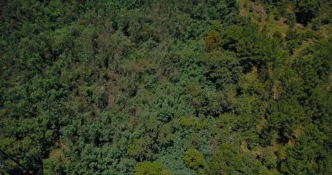 PAN MOUNTAIN GREEN TREES Stock Footage 91974960