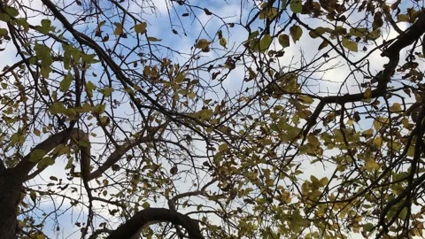 Pan movement between tree branches Stock Footage 145911801