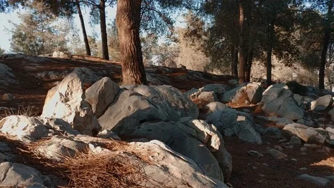 Pan movement inside woods environment | 2017 | 4k 스톡 동영상 82588302