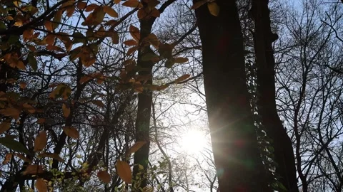 Pan movement towards the sun - sun reveal behind trees Stock Footage 166801690
