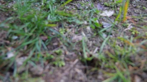 Pan up mushroom 库存影片 93355710