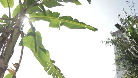 Pan Natural View 스톡 동영상 154231594