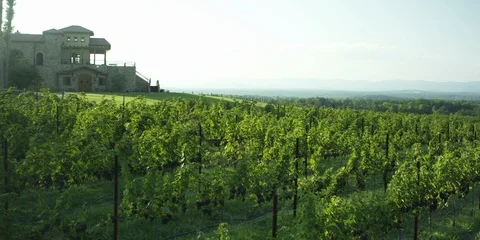 Pan of NC vineyard Stock Footage 103821242