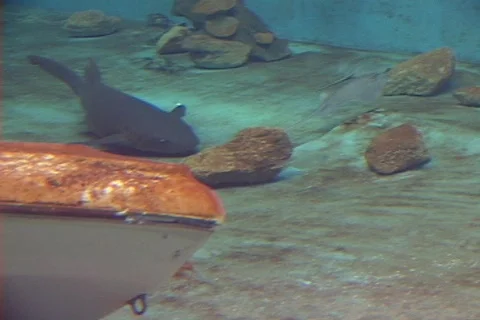 Pan of Nurse Shark Stock Footage 141805