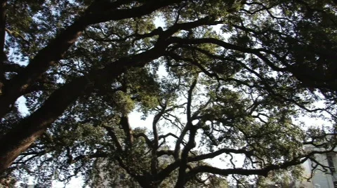 Pan on oak trees and sun - Savannah, Ga. Stock Footage 697108
