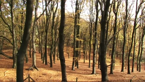 Pan - old growth beech forest on hillside in autumn atmosphere Stock Footage 141129532