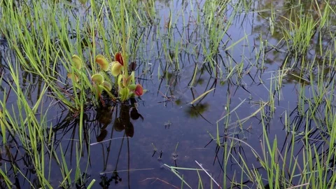 Pan of open traps of the Venus Flytrap (Dionaea muscipula), N Carolina Stock Footage 76919121