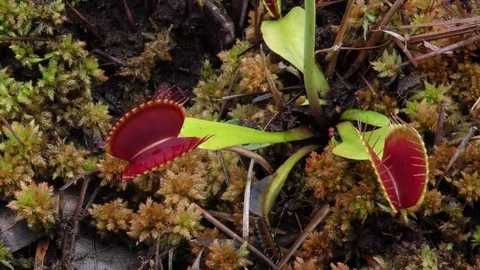 Pan of open Venus Flytraps (Dionaea muscipula), SE USA Stock Footage 76982203