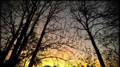 Pan up of orange sunset behind dark trees Stock Footage 320550649