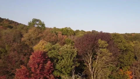 A Pan Orbital Shot of Trees in the Fall 库存影片 157359324