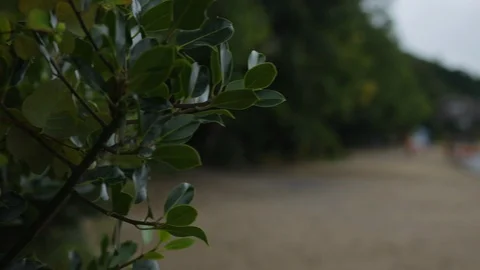 Pan out from branches onto the beach Video stock 101778312