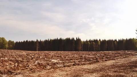 Pan Out Shot From Pine Trees in Forest To Logged Land Video stock 115450224