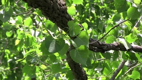 Pan out of tree blowing in wind 스톡 동영상 82872653