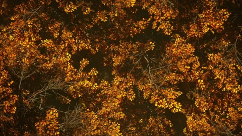 Pan Over Autumn Trees Stock-Footage 201631142