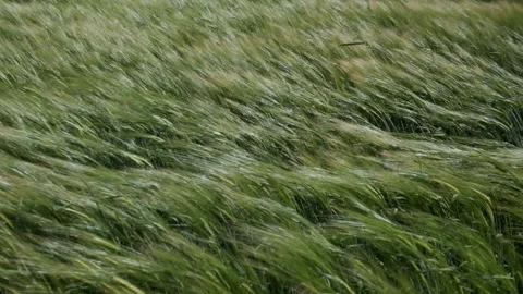 Pan over barley, slow motion Video stock 199394714