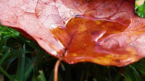 Pan over a brown Fall leaf holding water macro close up Stock Footage 143034021