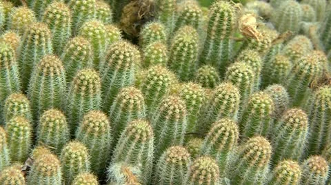 Pan over cactus spikes Stock Footage 10740017