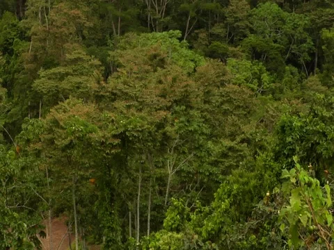 Pan Over Canopy of Amazon Jungle Rainforest Video stock 112937464