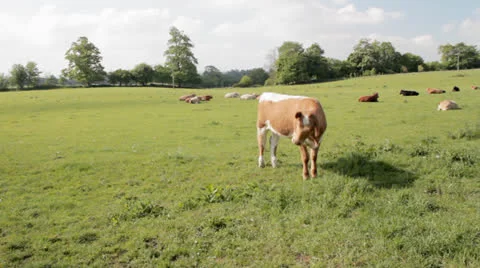 Pan over cattle Stock Footage 24036458