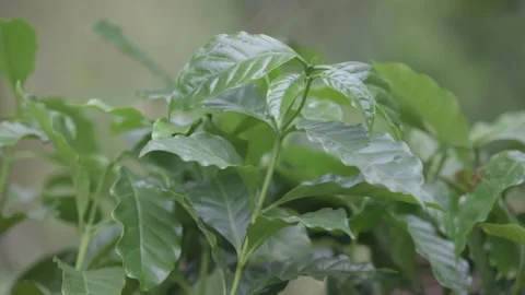Pan Over Coffee Plants in Forest Setting, Guatemala Vídeo Stock 307947930