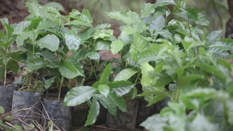 Pan Over Coffee Seedlings in Forest Environment in Guatemala Vídeo Stock 307952720