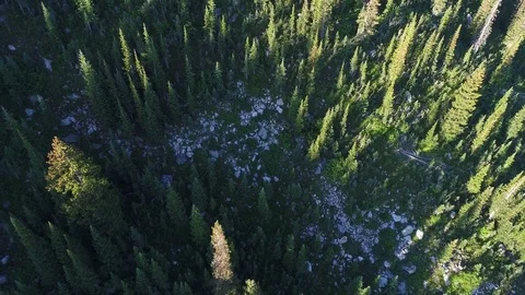 Pan Up Over Colorado Pine Forest Morning Light Long Shadows 4K Aerial 動画素材 82290376