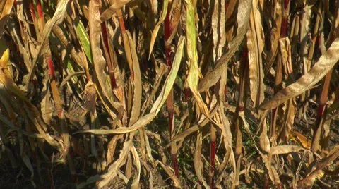 Pan over corn (Maize) plants bottom up Stock Footage 30583180