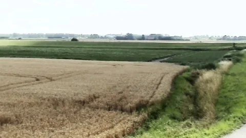  Pan over corn in Wolphaartsdijk (Holland) Video stock 82621665