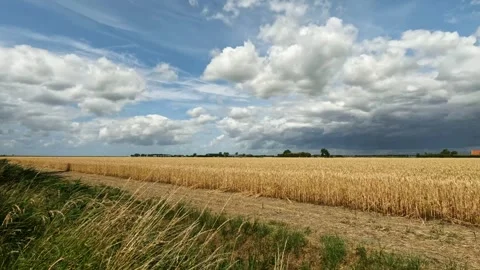 Pan over cornfield in Herkingen. Video stock 255273188
