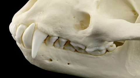 Pan over eurasian badger skull Stock Footage 93029608