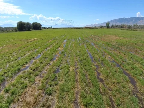 Pan Over Flock of Birds in Muddy Field Near Utah Lake Stock Footage 80285079