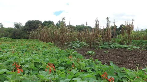 Pan over Flowers and Corn Crops Video stock 62185692