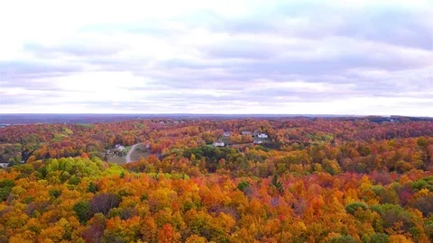 Pan over forest   Enhanced   Dark 库存影片 73496777