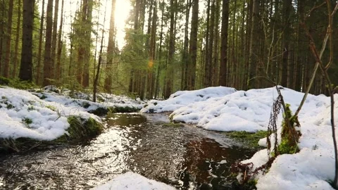Pan over forest stream in winter Stock Footage 238998308