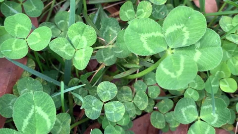 Pan over four leaf clover lucky green nature background Stock Footage 153437813